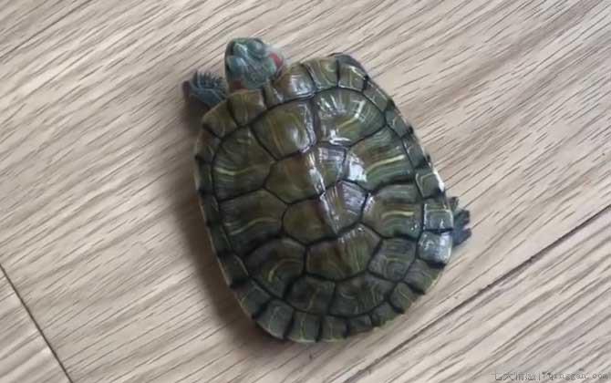 巴西龟白眼病最简单防治方法