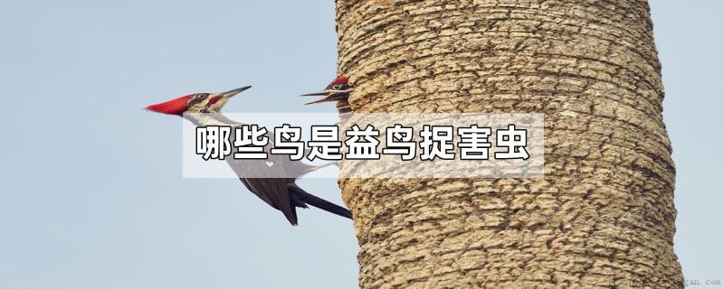 哪些鸟是益鸟捉害虫
