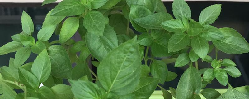 荆芥一年四季都能种吗