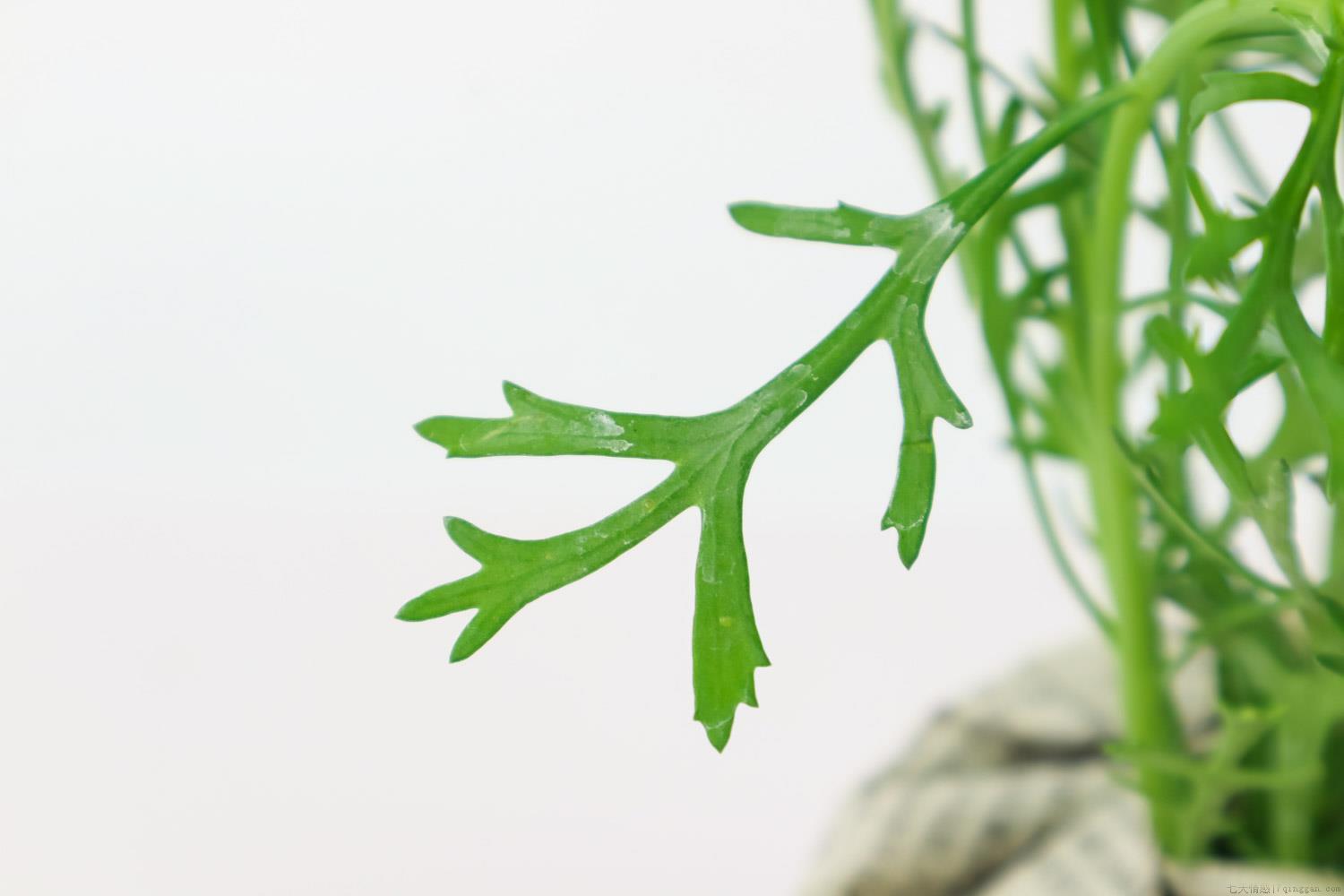 玛格丽特花语和寓意