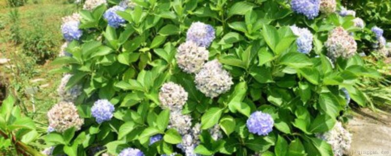 绣球换盆季节