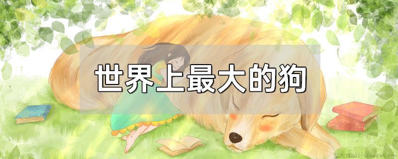 世界上最大的狗