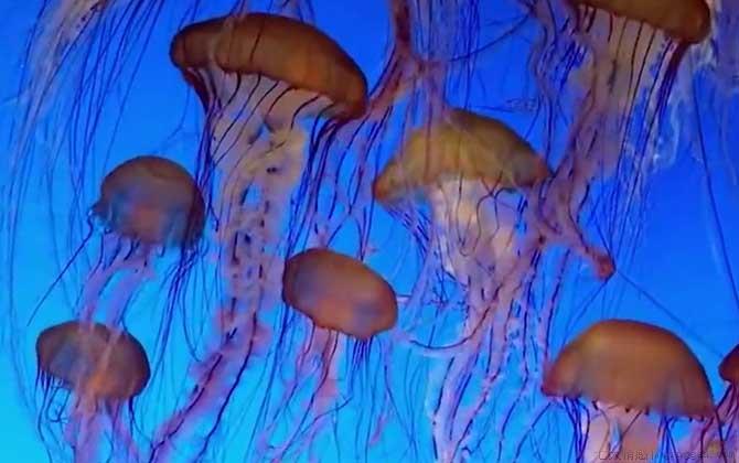 海蜇是水母吗