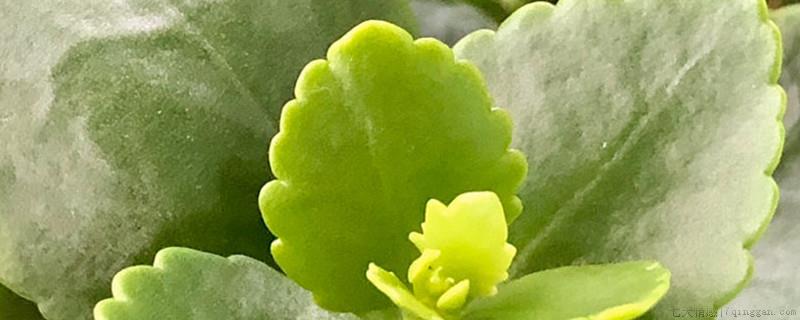 塑料袋套植物如何换气