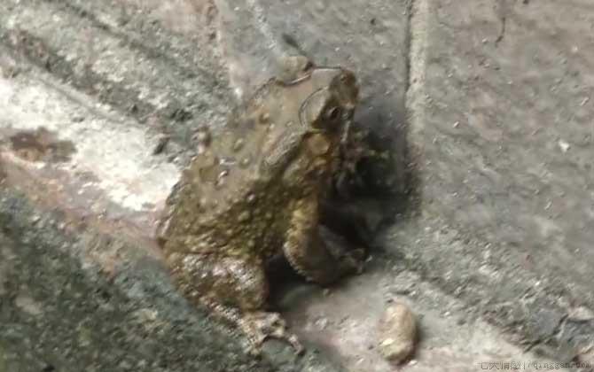 黑眶蟾蜍是几级保护动物