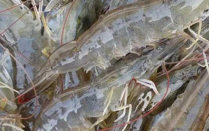虾头变黑是怎么回事