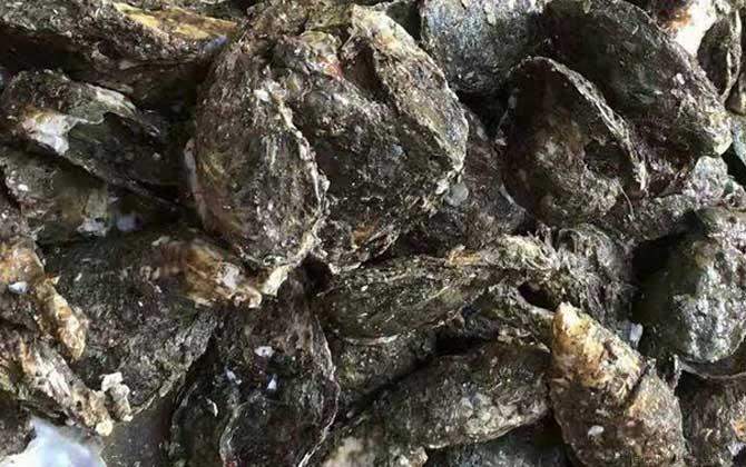 海蛎子是什么动物