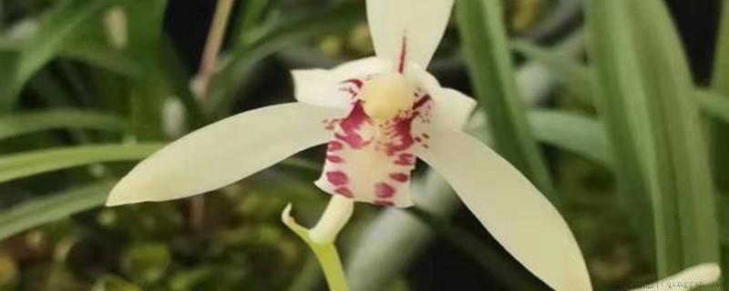 建兰几月开花