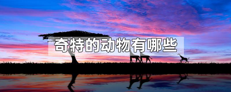 奇特的动物有哪些