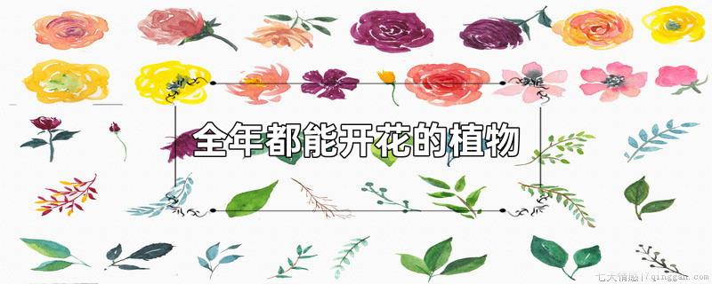 全年都能开花的植物