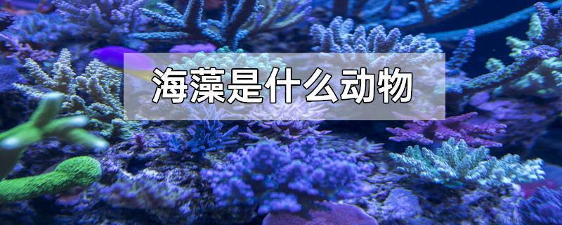海藻是什么动物