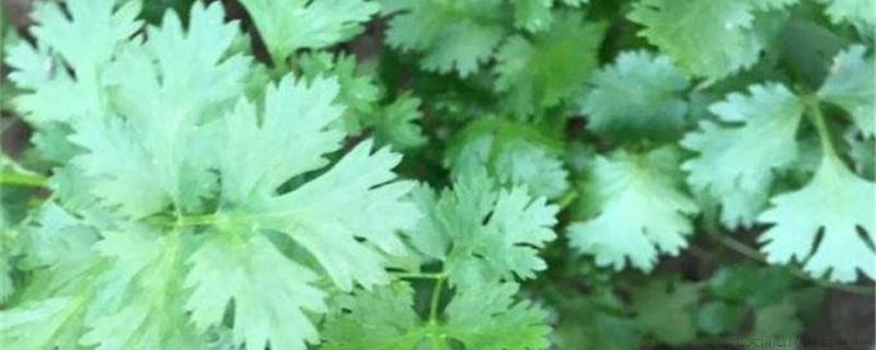 蒿草能吃吗