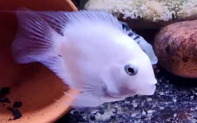 鹦鹉鱼水温多少度最佳