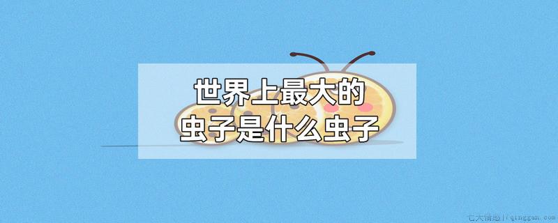 世界上最大的虫子是什么虫子