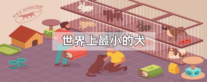 世界上最小的犬