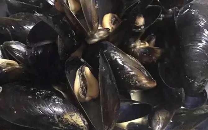 海虹是什么动物
