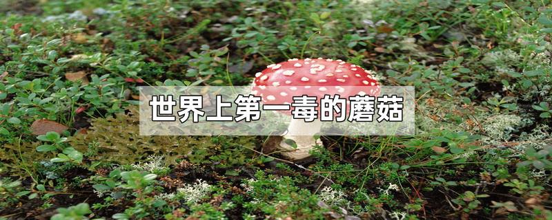 世界上第一毒的蘑菇