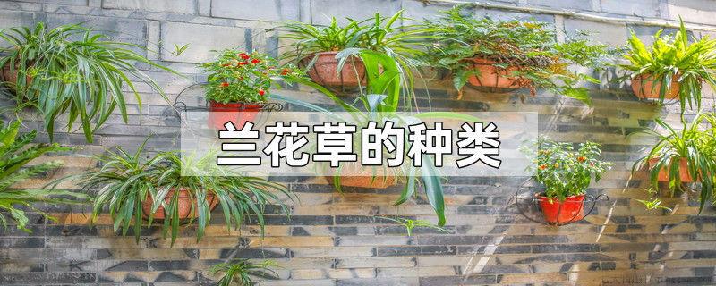 兰花草的种类