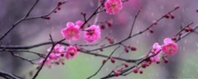 桃梅盆景什么时候开花