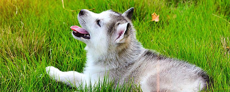 二哈是哪个国家的犬种