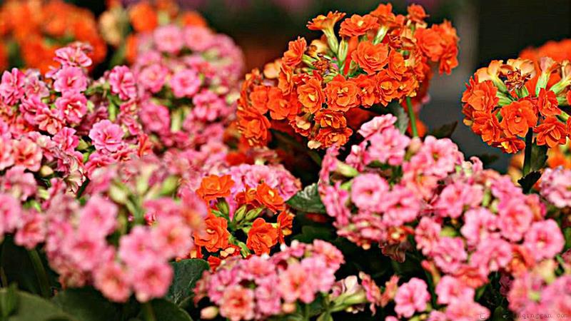 水养长寿花怎样养茂盛