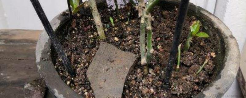 花土有霉味怎样处理
