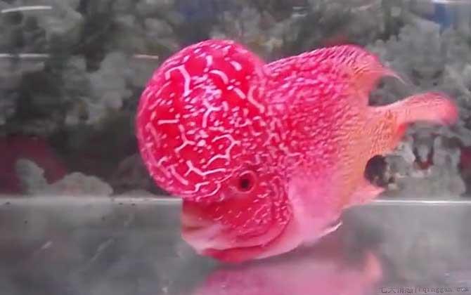 罗汉鱼怎么养起头快