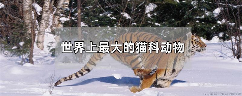 世界上最大的猫科动物
