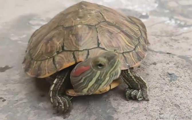 巴西龟怎么分公母