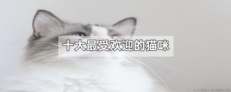 十大最受欢迎的猫咪