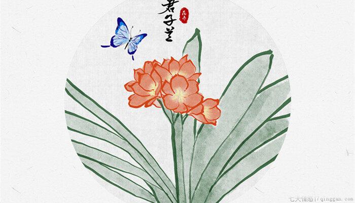 君子兰如何浇水和保养