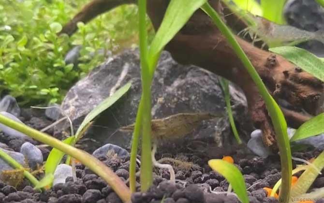 黑壳虾是什么虾