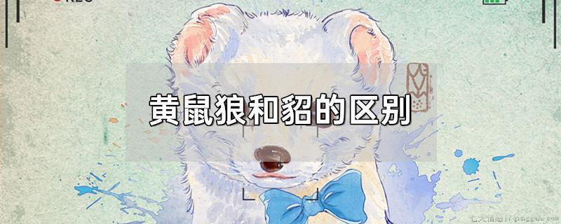 黄鼠狼和貂的区别