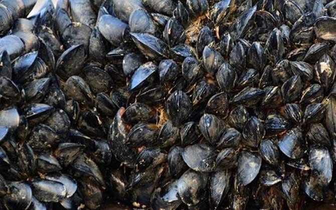 海虹是什么动物