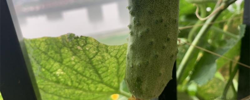 种瓜几月份最合适