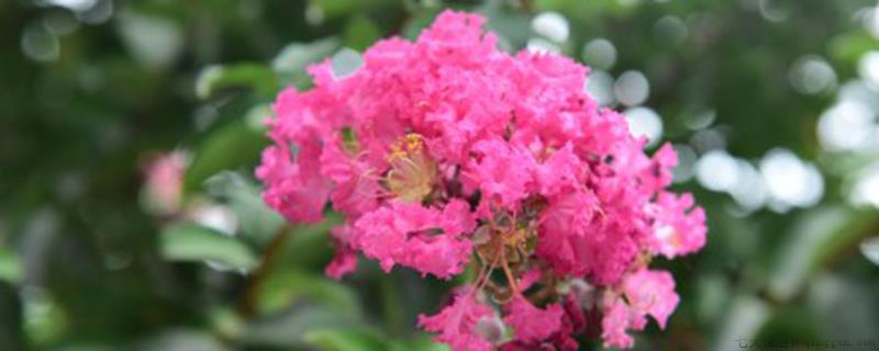 紫微花扦插多久移栽