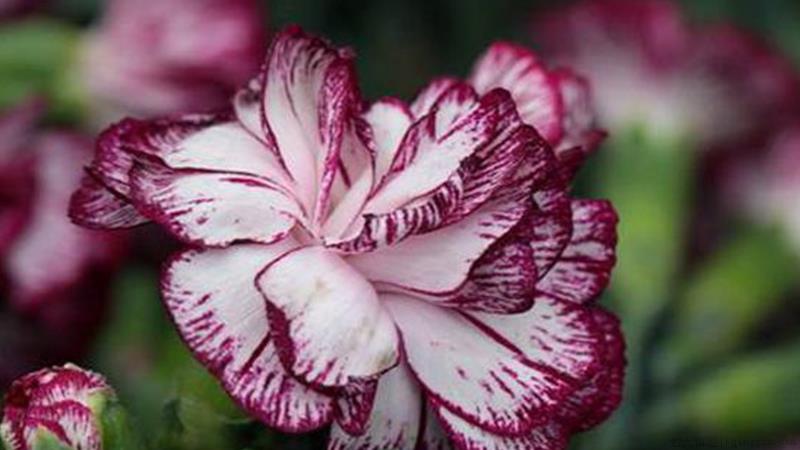 康乃馨冬天怎么养