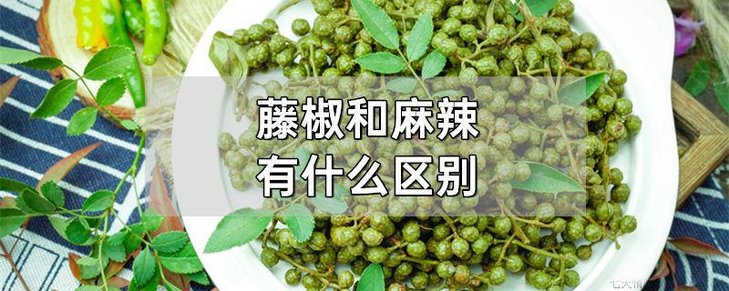 藤椒和麻辣有什么区别