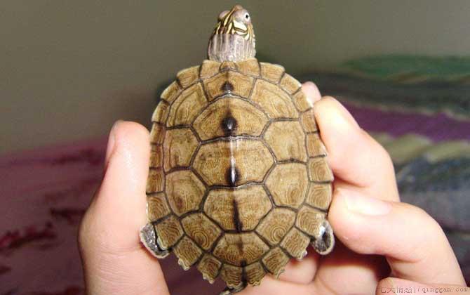 地图龟是什么龟