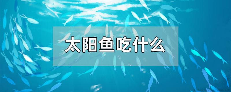 太阳鱼吃什么