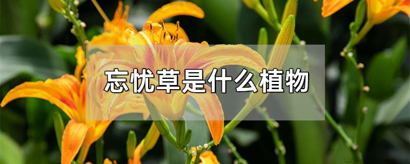 忘忧草是什么植物