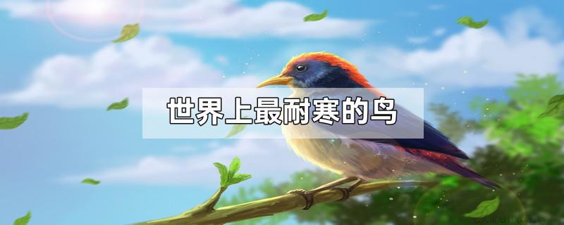 世界上最耐寒的鸟