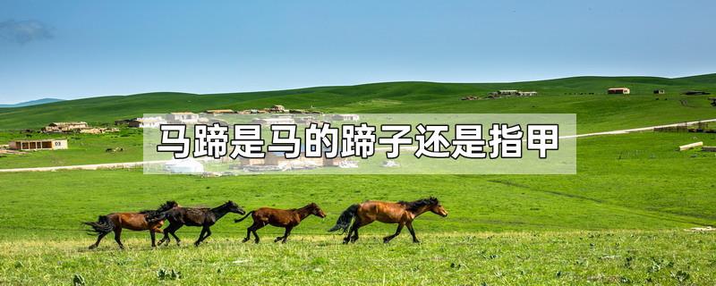 马蹄是马的蹄子还是指甲