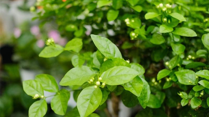 茉莉花的养殖方法，喜酸还是喜碱