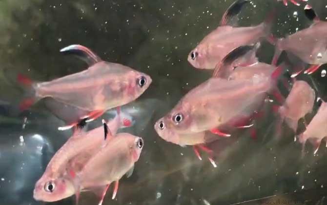 扯旗鱼是什么鱼