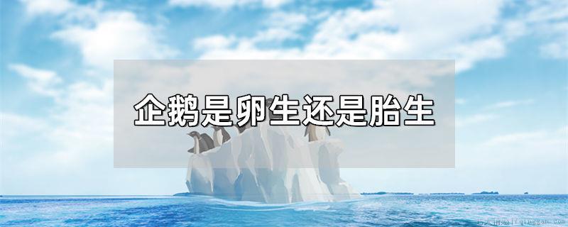企鹅是卵生还是胎生