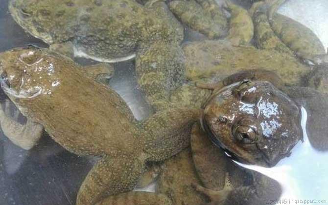 石蚌是什么动物