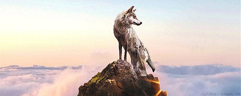 狼为什么喜欢群居