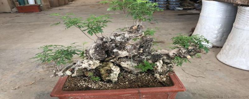 黄荆盆景耐寒多少度