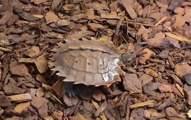 太阳龟是什么龟